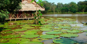 Plantas flotantes en Leticia Amazonas