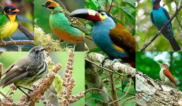 avistamiento de aves, diferentes especies de aves