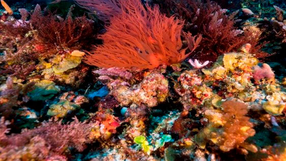 parque corales de profundidad