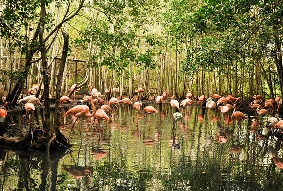 aviario nacional