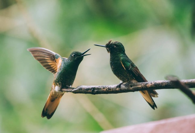 avistamiento de aves