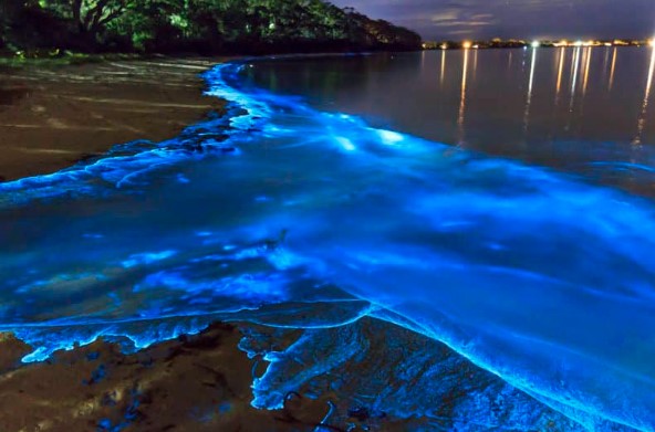 bioluminscencia